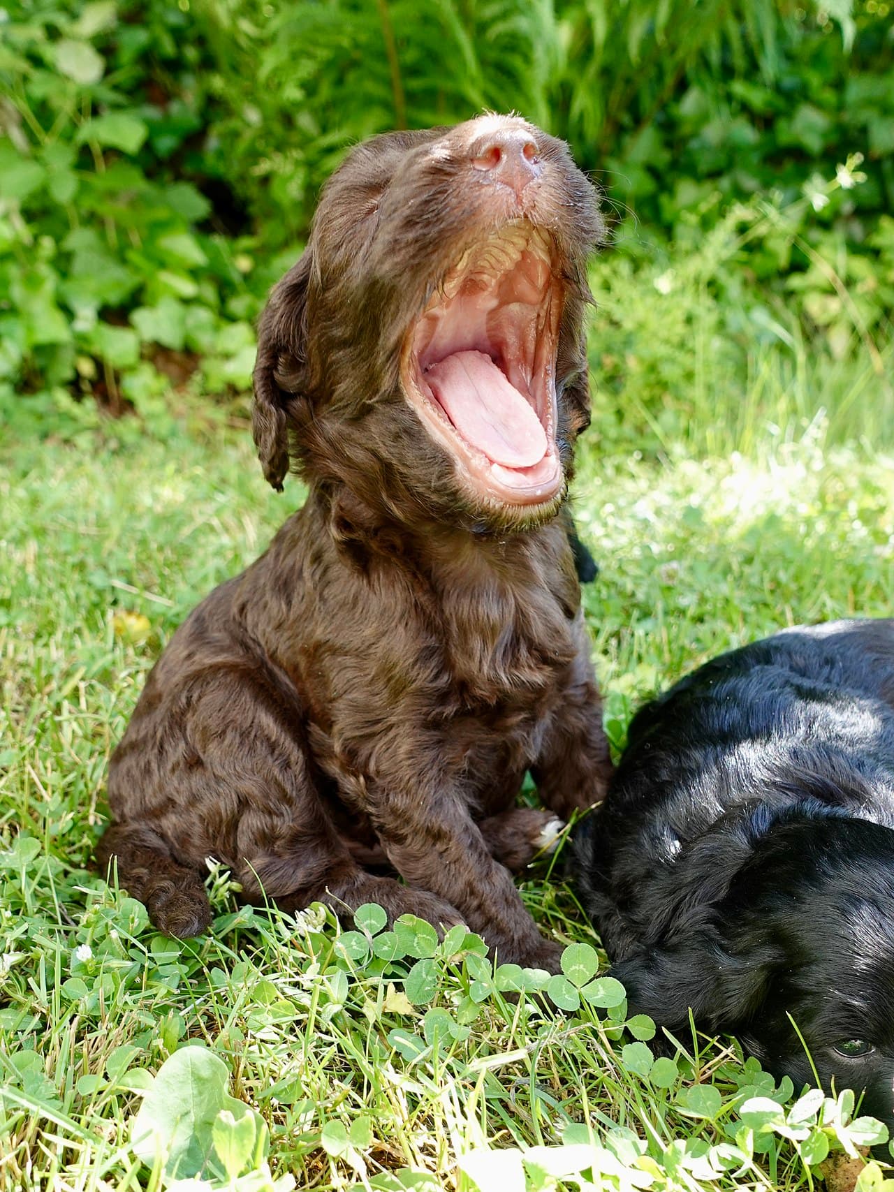 Perro feliz en el campo, en la casa de Cuido Tu Perro Elche